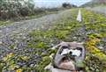 The abandoned ‘ghost road’ that once took holidaymakers to the Kent coast