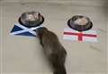 Psychic ferret predicts shock result for England game