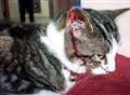 Pet cat wounded by air gun pellets