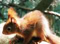 Baby red squirrels fight for survival