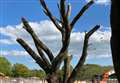 Controversy over developer's treatment of 'ancient' tree