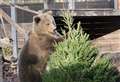 Wild festive fun at wildlife park