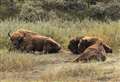 Fancy becoming UK's first-ever bison ranger?