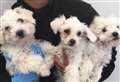 Puppies 'drenched in oil' after being smuggled into Kent