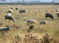 Fireworks set off in sheep field