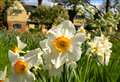 38,000 daffodils decorate castle 