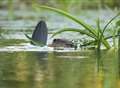 Chance to see beavers 