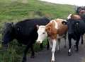 Cows on line cause train delays