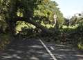 Fallen tree on Sandwich Road blocks traffic