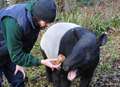 VIDEO: Europe's oldest Malayan tapir celebrates 39th birthday