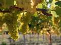 Cheers! Wine maker forecasts record harvest