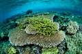 44% of warm-water coral species facing extinction, conservationists warn