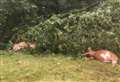 Cows die as power line comes down