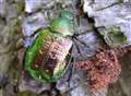 Endangered beetle rediscovered in Kent orchard