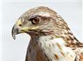 Fire crews called to help hawk tangled in tree