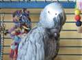 Revealed: wolf whistling culprit is Charlie the parrot!