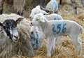 Lambing season springs into life