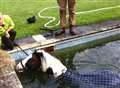 Firefighters tell how they rescued pony from pool