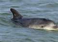 Dave the dolphin struck by boat propellers