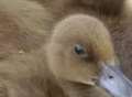 Postman saves ducklings stuck in drain