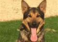 Police pooch locates three burglary suspects