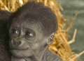 Meet Louna - the week-old gorilla with huge appeal