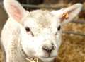 NLL lambing day on Sunday