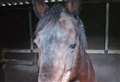 'Abandoned horse' found near rural lane