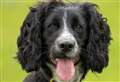 Police dog uncovers stashed drugs and cash