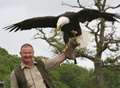 Helga the Bald Eagle is back home