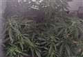 Police swoop on farmyard cannabis factory 