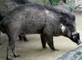 Shed housing rare pigs is destroyed by fire 