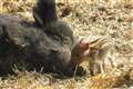 Wild boar piglets a ‘welcome new arrival’ to closed Whipsnade Zoo