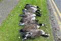 Shock after gaggle of geese mowed down in ‘intentional, deliberate way’