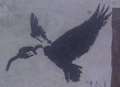 Second 'Banksy' vulture disappears