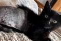 Three-legged kitten on mend after fox attack