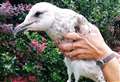 Seagull who swallowed two fish hooks couldn't be saved 