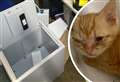 'Heartbreak' as cash for ill cats swiped in raid