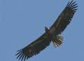 Huge eagle returns home