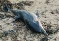 Body of dolphin species rarely seen in UK found on beach