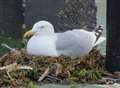 Avian invasion at town centre car park