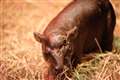 ‘Moo Deng? Who deng?’ – Edinburgh Zoo announces birth of Haggis the pygmy hippo