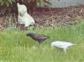 Rare albino starling spotted