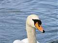 Alarm after swan gets fishing hook caught in its beak