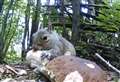 Missing mushroom mystery solved