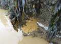 Deadly palm oil found on Kent beach