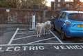 Supermarket sheep! Rogue animals roam Tesco and Morrisons