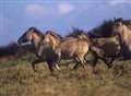 New life for wild horses at nature reserve