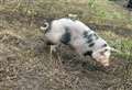 Pig stolen from children’s farm charity