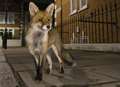 Warning after foxes chew through car brake lines